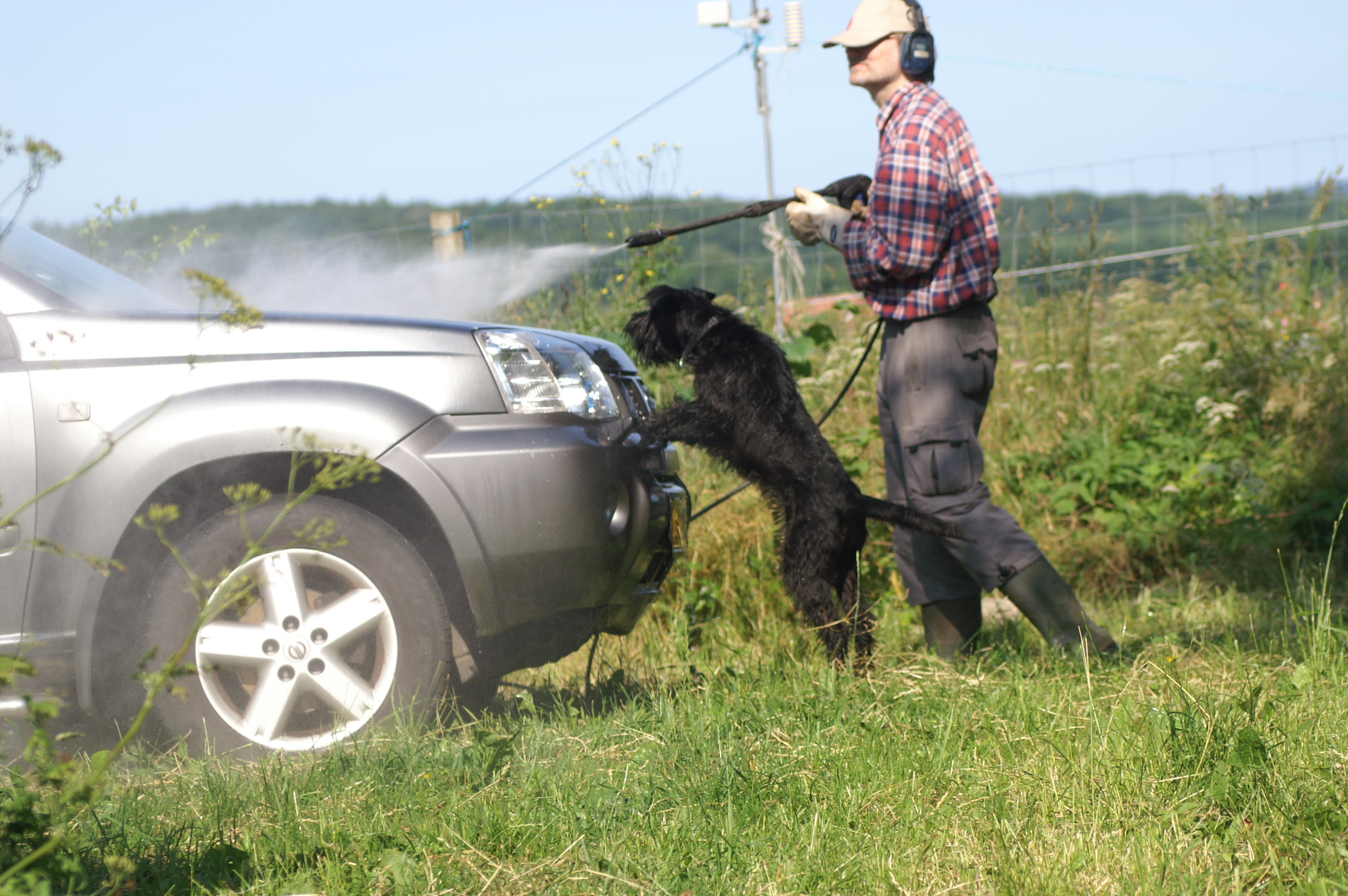 Bilvask med en schnauzerhund som hjælper